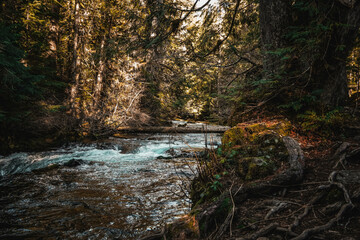 Obraz premium stream in the forest