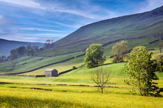 Fields of Gold in late spring near Muker in Swaledale, Yorkshire Dales