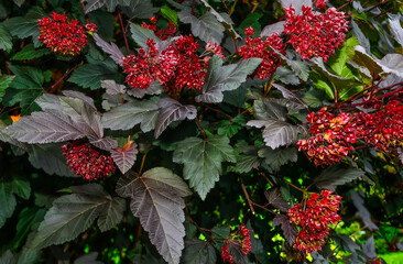 Colorful Ninebark or Physocarpus opulifolius with purple leaves and red fruitage - beautiful ornamental perennial deciduous bush in summer garden, close up. Gardening or landscaping concept
