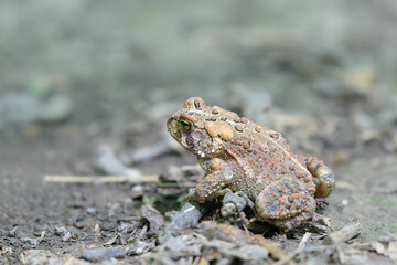 A close shot of an American Toad in its habitat (selective focus)