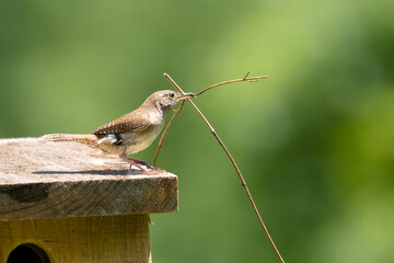 A House Wren perched on a wooden nest with a stick in its beak