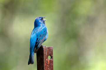 Indigo bunting perched on a metal rod