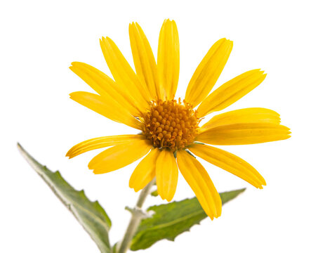 Arnika Blume isoliert auf wei&szlig;em Hintergrund, Freisteller