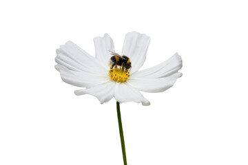 honey bee collecting nectar on a white  cosmea flower in closeup  on transparant background - obrazy, fototapety, plakaty