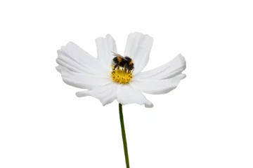 Fotobehang honey bee collecting nectar on a white  cosmea flower in closeup  on transparant background © Anita