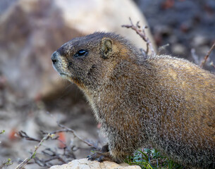 Marmot