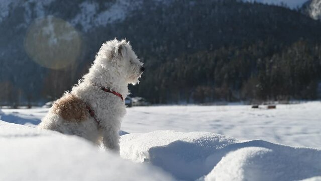 Hund im Schnee