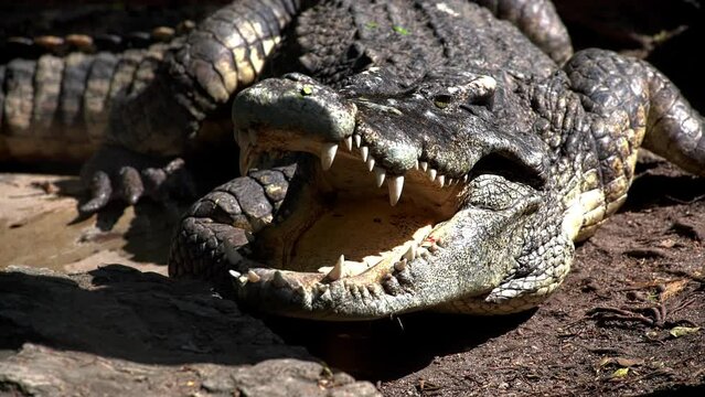 Large Crocodile closeup portrait open mouth with sharp teeth in its natural habitat lying on stones near jungle river. Wildlife nature predator animals of Africa. Dangerous alligator hunting livestock