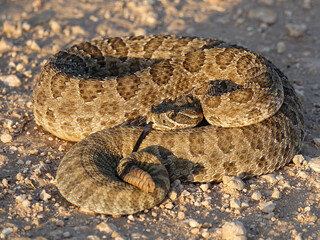 Rattlesnake