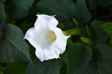 A large white datura flower with green leaves. Large white flowers.