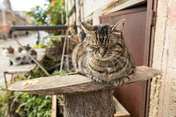 Cute street cat in Istanbul, Turkey