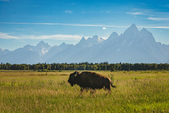 Buffalo in a feild Grand Tetons Wyoming morning