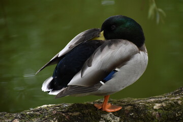 un canard en train de dormir