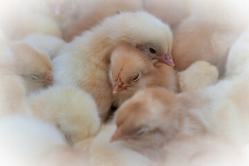 Small newborn chicks huddled together in a large heap and warm themselves against each other.