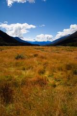 Fauna of South Island, New Zealand