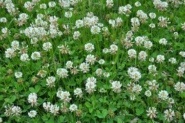 White creeping (Trifolium repens) clover grows in nature