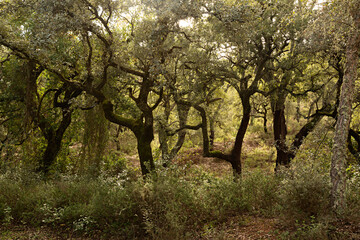 Paisaje de bosque en la sierra de Aracena, Huelva.