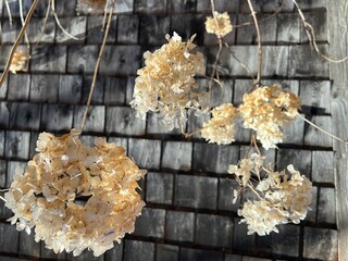 flowers on wooden background