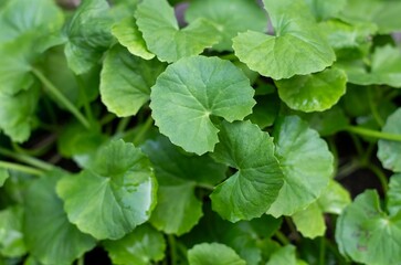 Closeup of Gotu Kola or Centella Asiatica Plants with Leaves, Also Known as Indian Pennywort,...