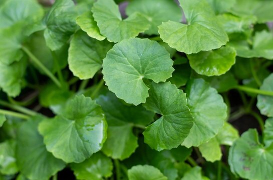 Closeup of Gotu Kola or Centella Asiatica Plants with Leaves, Also Known as Indian Pennywort, Brahma Manduki or Asiatic Pennywort, Ayurvedic Herbal Medicinal Plant
