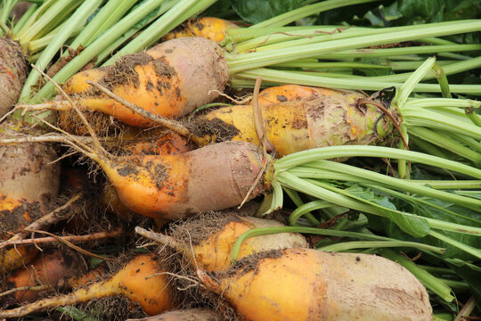 In the field on the pile are fodder beets
