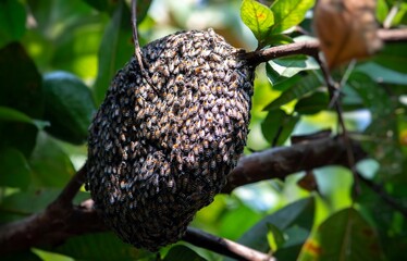 Closeup of Honeycomb or Beehive with Bees on Guava Tree Branch with Selective Focus
