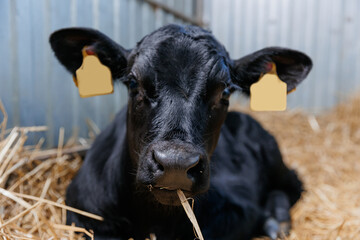 Closeup portrait of holstein calf cow lying in straw inside dairy farm with sunlight