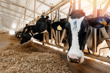 Portrait Holstein Cows color mark in modern farm livestock animal with sunlight. - obrazy, fototapety, plakaty