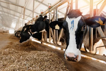 Gordijnen Portrait Holstein Cows color mark in modern farm livestock animal with sunlight. © Parilov