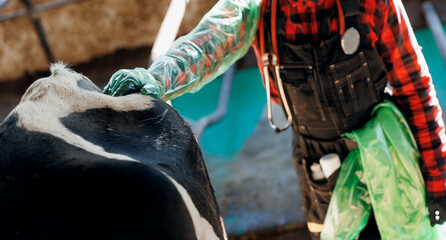 Vet rectal examination on cow, Veterinarian doctor with stethoscope and disposable gloves. Concept health care on cattle livestock farming industry