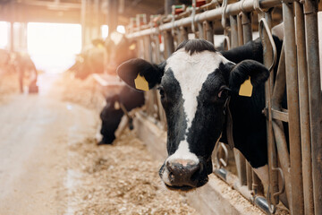 Cows with smart collar in modern farm livestock animal with sunlight. - obrazy, fototapety, plakaty