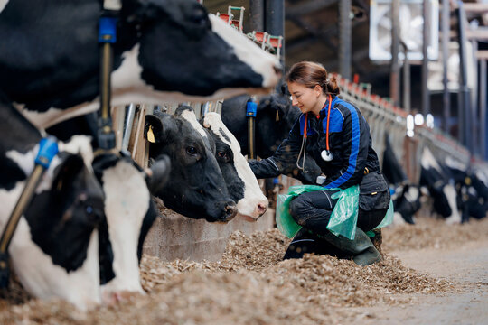 Vet rectal examination on cow, Veterinarian doctor with stethoscope and disposable gloves. Concept health care on cattle livestock farming industry