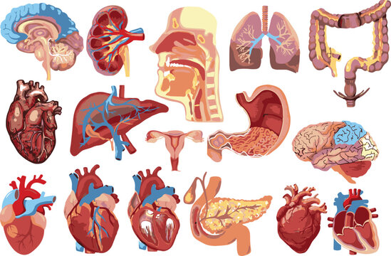Set of human organs, hand drawn sketch. Human body parts and internal organs, vector Illustration in various themes. Hand drawn collection V2.