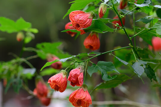 Lantern flowers . Lantern flowers Beautiful bright red flowers of abutilon pictum. Redvein Abutilon. Abutilon bloom in the garden.