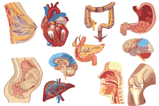 Set of human organs, hand drawn sketch. Human body parts and internal organs, vector Illustration in various themes. Women body , Hand drawn collection.