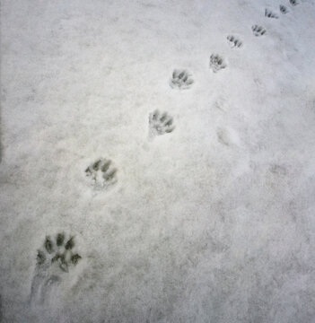 Paw prints of predatory wolverine on the melting wet spring snow cover.