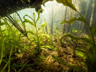 Aquatic plants in shallow water