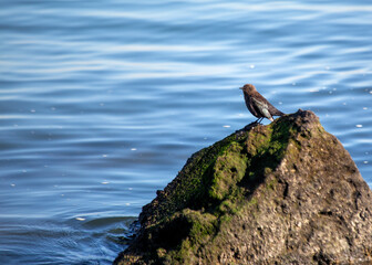 Brewer's Blackbird (Euphagus cyanocephalus) spotted outdoors