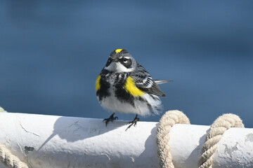 little yellow bird on a ship, looking at camera