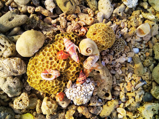 Coral and shell on the beach in Koh Samui, Thailand