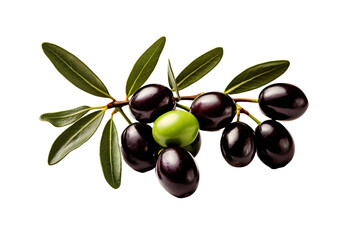 olive branch with olives  isolated on transparent backgrounds for design
High-quality stock PNG
created using generative Ai tools