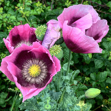 Pink poppies flowers in the garden