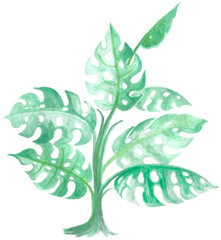 Monstera Leaf Tropical Plant