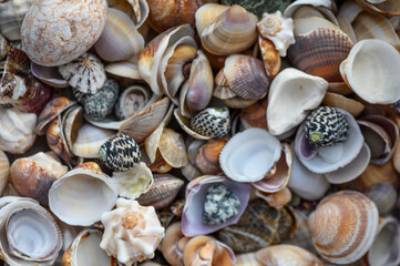 a lot of seashells poured into a box 9