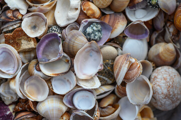 a lot of seashells poured into a box 10