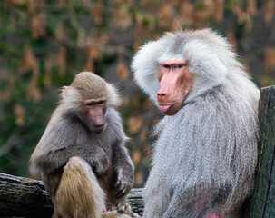 baboon
