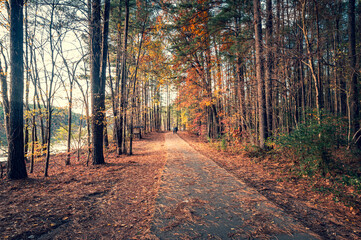 Hiking Through a Picturesque Autumn Woodland Path. Lush green ferns and moss carpet the forest floor.