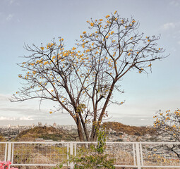 Estación marcada en el árbol