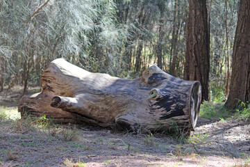 A large tree trunk on the banks of the cooks river