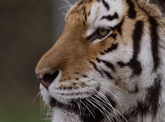 close up of a tiger